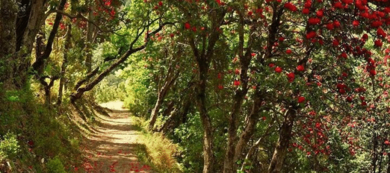 The Kaflani Day Hike