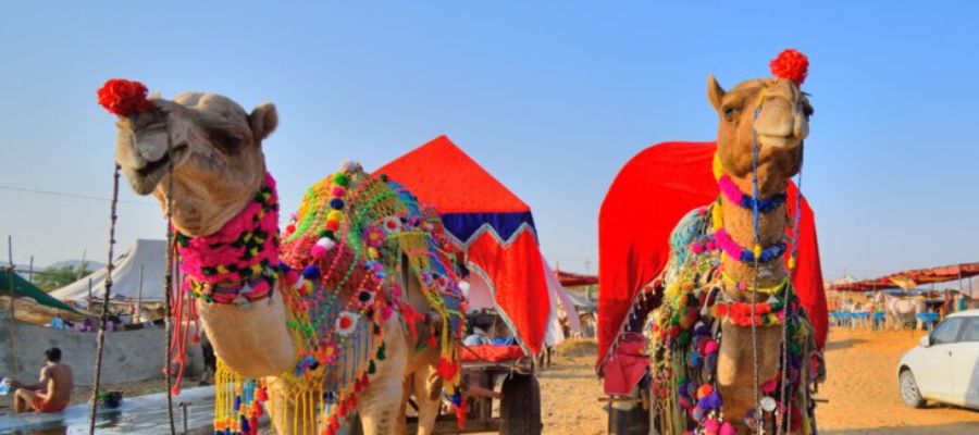 Pushkar Camel Fair and Fairground (Kartik Mela)