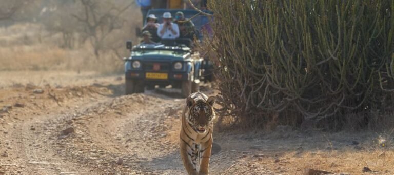 Rajbagh Ruins and Talao (inside safari zones)