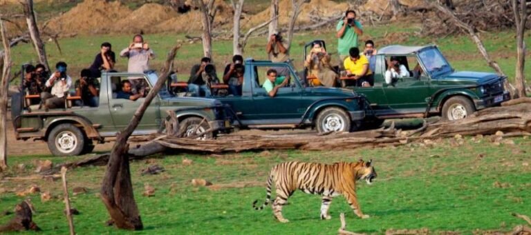 Ranthambore National Park and Tiger Reserve (all safari zones)