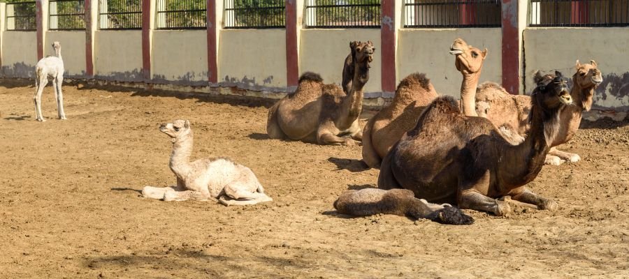 Camel Research Centre Bikaner