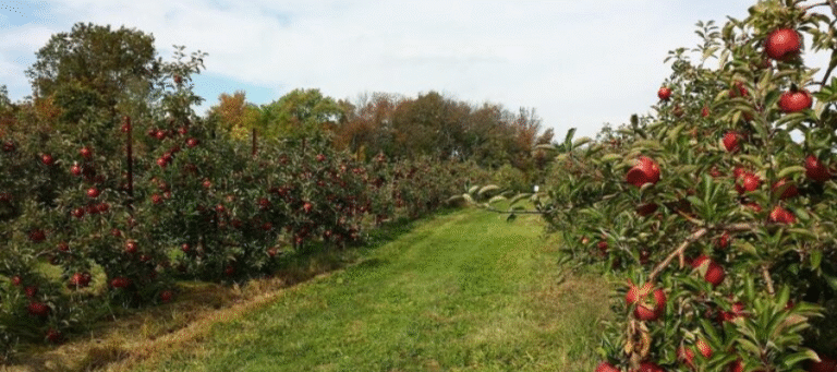 Ramgarh Orchards (“Fruit Bowl of Kumaon”)