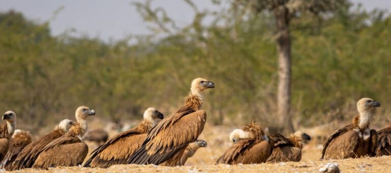 Jorbeer Conservation Reserve (Vulture And Raptor Site)