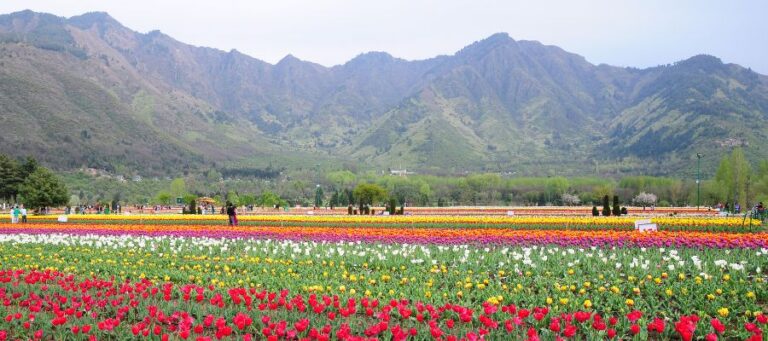 Indira Gandhi Memorial Tulip Garden