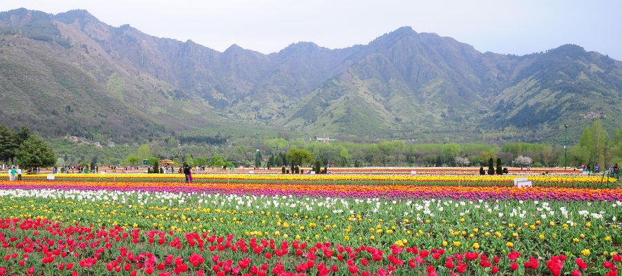 Indira Gandhi Memorial Tulip Garden