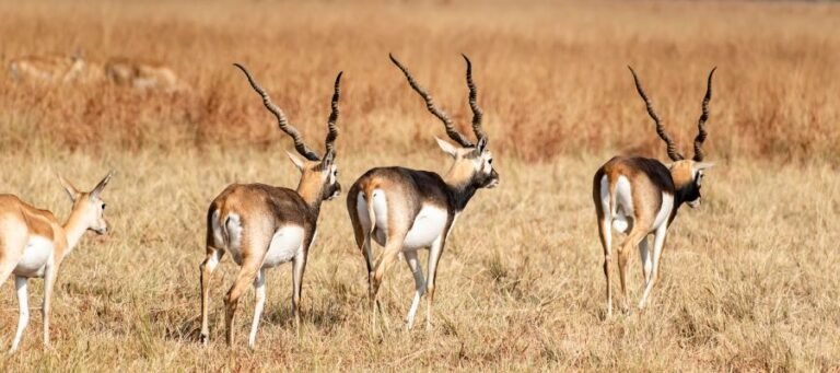Velavadar Blackbuck National Park