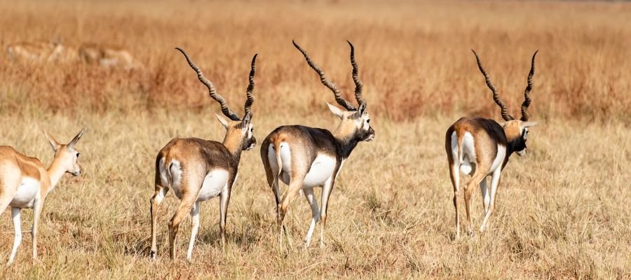 Velavadar Blackbuck National Park