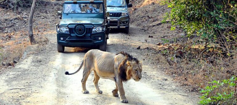 Gir National Park And Wildlife Sanctuary (Sasan Gir)