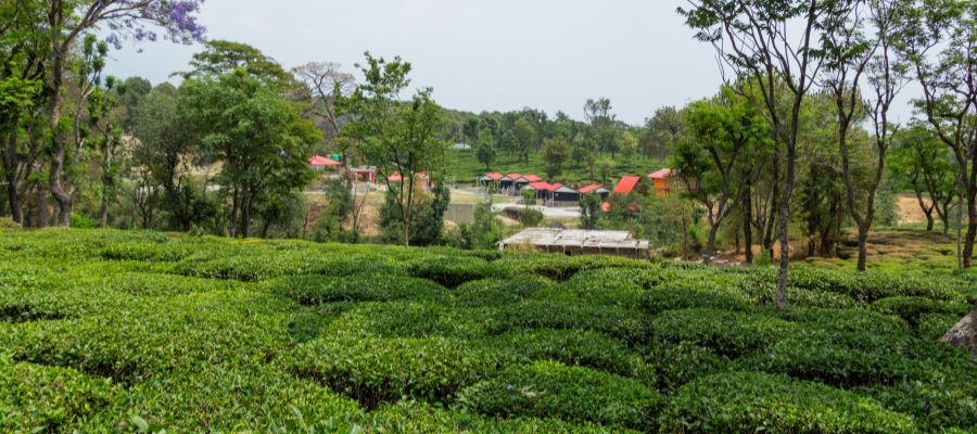 Palampur Tea Gardens and Saurabh Van Vihar