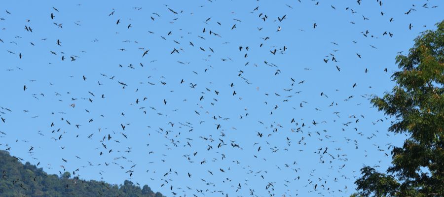 Amur Falcon Roosting Site (Doyang Valley)
