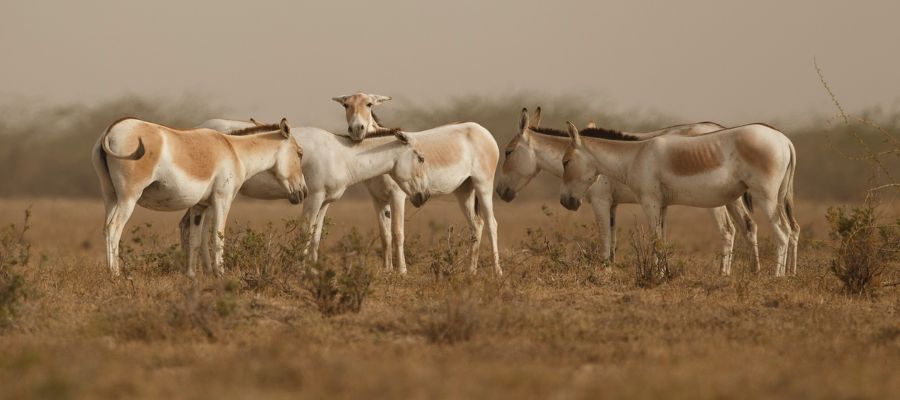 Hidden Gems of Gujarat