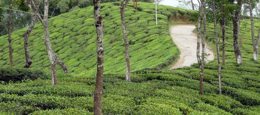 Explore Darjeeling Scenic Spots
